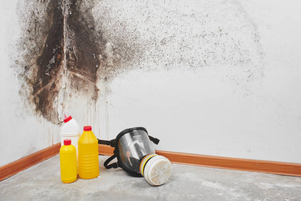 Best Mold Inspection  in Archer, FL