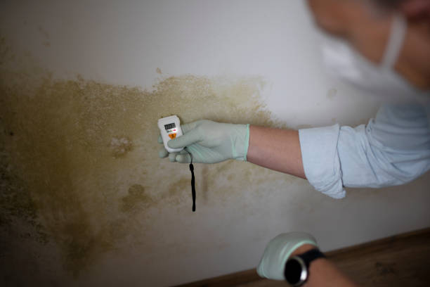 Best Commercial Mold Removal  in Archer, FL