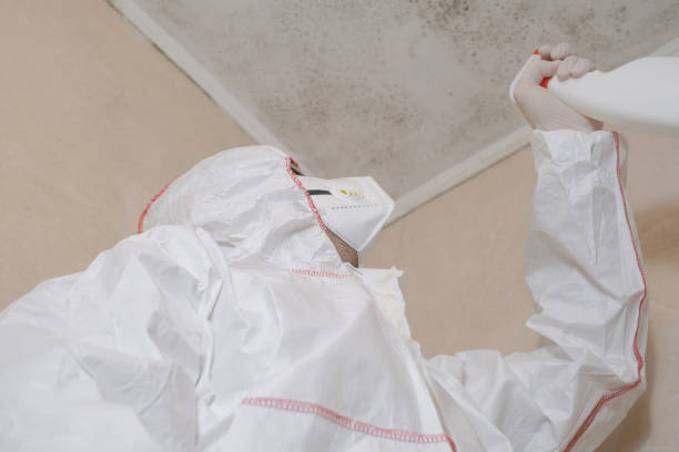 Attic Mold Removal in Archer, FL