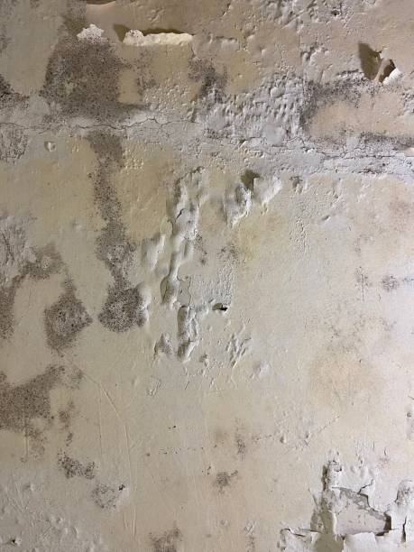 Best Attic Mold Removal  in Archer, FL