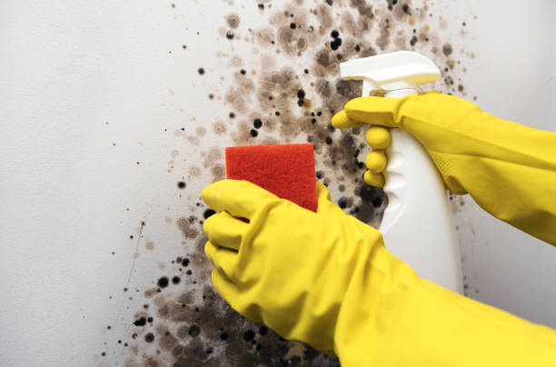 Best Toxic Mold Removal  in Archer, FL