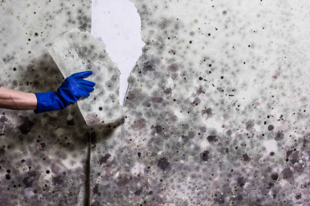 Best Mold Damage Repair  in Archer, FL
